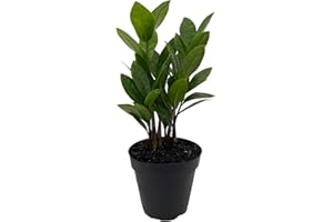 Rare ZZ Plant - Zamioculcas zamiifolia - Easy to Grow House Plant - 4" Pot