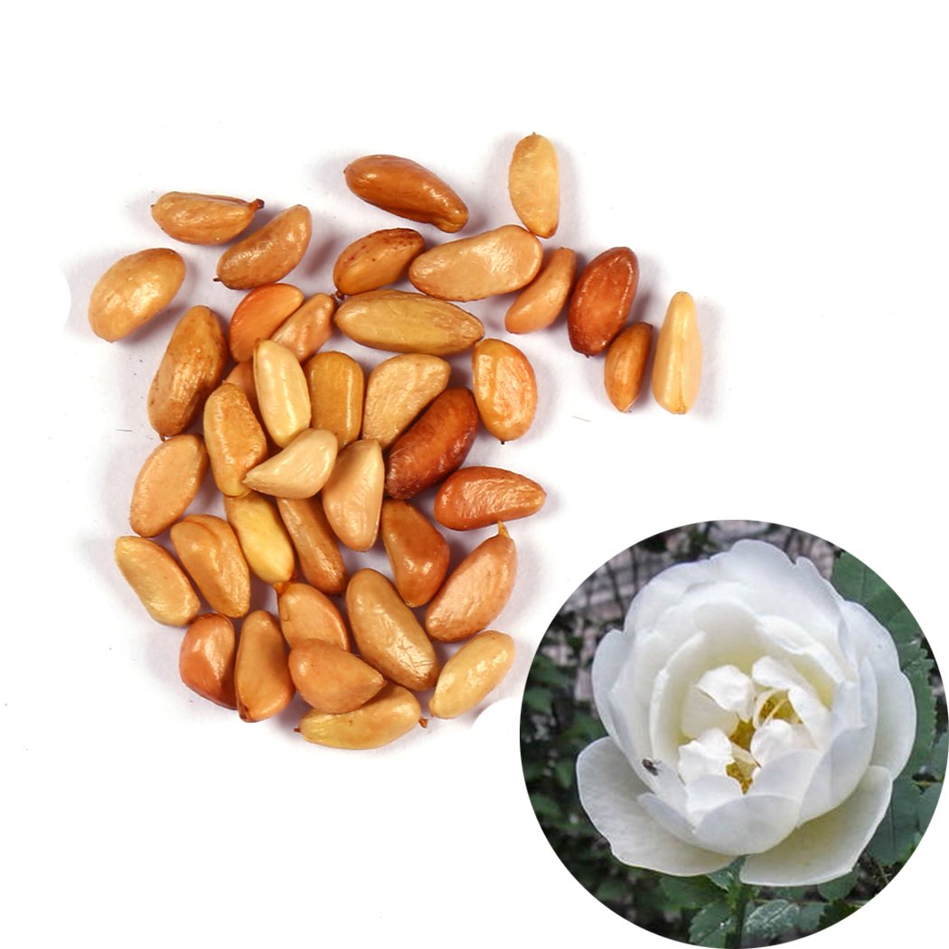 Edited Neue schöne entzückende Blume wohlriechende Blüte weiße Rosen Samen Bonsai Rose Rosensamen Dekorationen Bonsai, 20 Stück