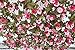 Lannu 2 Pack Artificial Rose Vine Flowers Fake Garland Ivy Flowers Silk Hanging Garland Plants for Home Wedding Party Decorations, (Red & Pink)