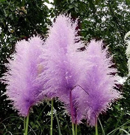 purple pampas grass