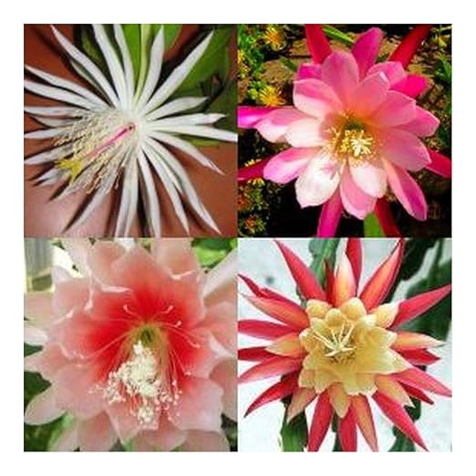 Phyllocactus Hybriden-Mix - Phyllocactus - Epiphyllum Mix - 10 Seeds ...