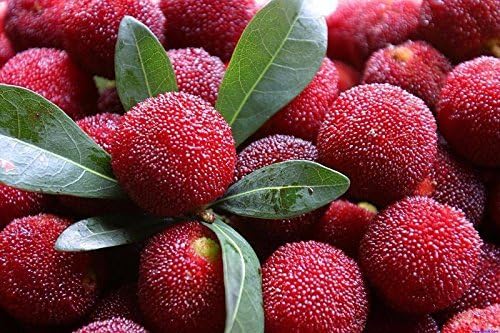 Higarden Bayberry seeds, garden plants taste good fruit Yangmei Yangmei bonsai garden Original Pack 5 Seeds / Pack