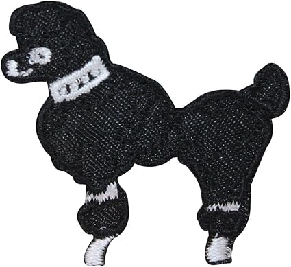 small black poodle dog