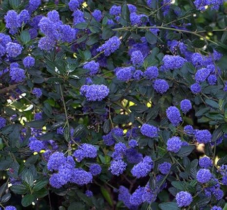 Ceanothus Thyrsiflorus Victoria 15cm Pot Size Amazon Co Uk Garden Outdoors