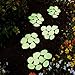 SAVFY 100Pcs Man-Made Glow in The Dark Pebbles Stone for Garden Walkway(White)