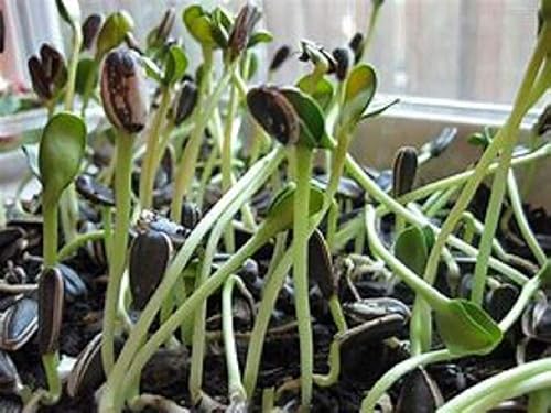 Sunflower Sprouting Seed, Non GMO 16 oz Country Creek Acre