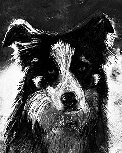 Amazon Com Collie Dog Breed Wall Art Print Border Collie Dog