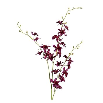 Orchids orchidees orchideen 2012