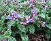 Lungwort 10 Seeds - Pulmonaria - Shade Perennial