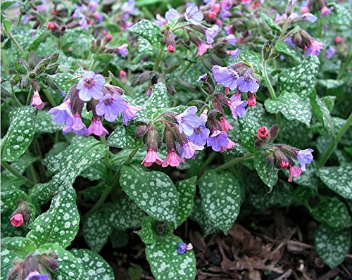 Lungwort 10 Seeds - Pulmonaria - Shade Perennial Lungwort 10 Seeds - Pulmonaria - Shade Perennial