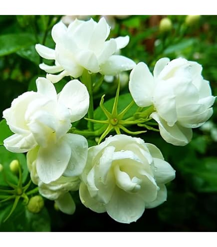 Amazon.com : Jasmine Plant 25 Seeds Indoor/Outdoor Herbal Plant