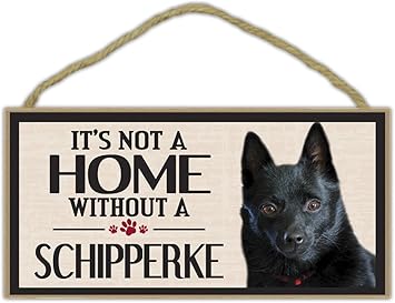 schipperke in not