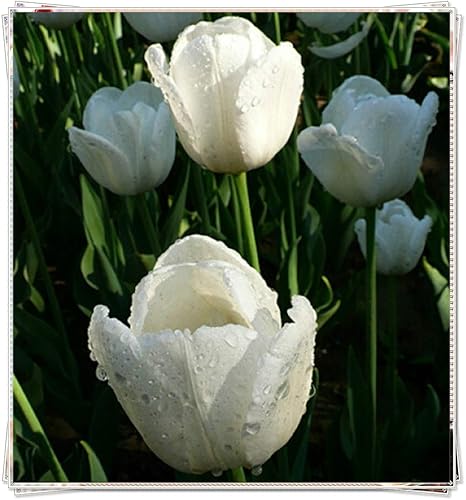 Amazon チューリップの球根 永遠の魅力を持った4種類の花 優れたカットフラワー品種 White 8球根 花