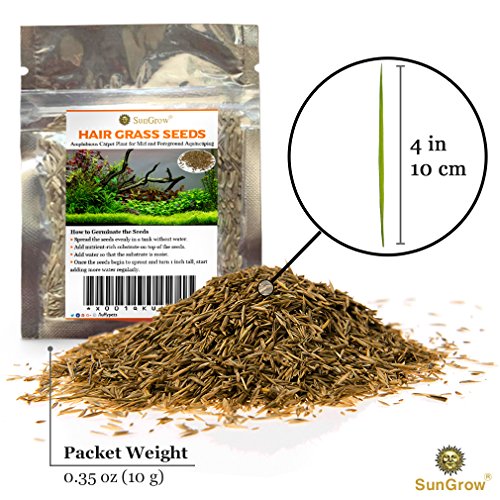Luffy Hair Grass Seeds, Mid or Foreground Tank Decor, Amphibious Carpet Aquarium Plant, Can Grow Fast Up to 4 Inches, Creeper Plant Covers Tank Surface Quickly, 0.35 Ounce Pack - Thumbnail 6