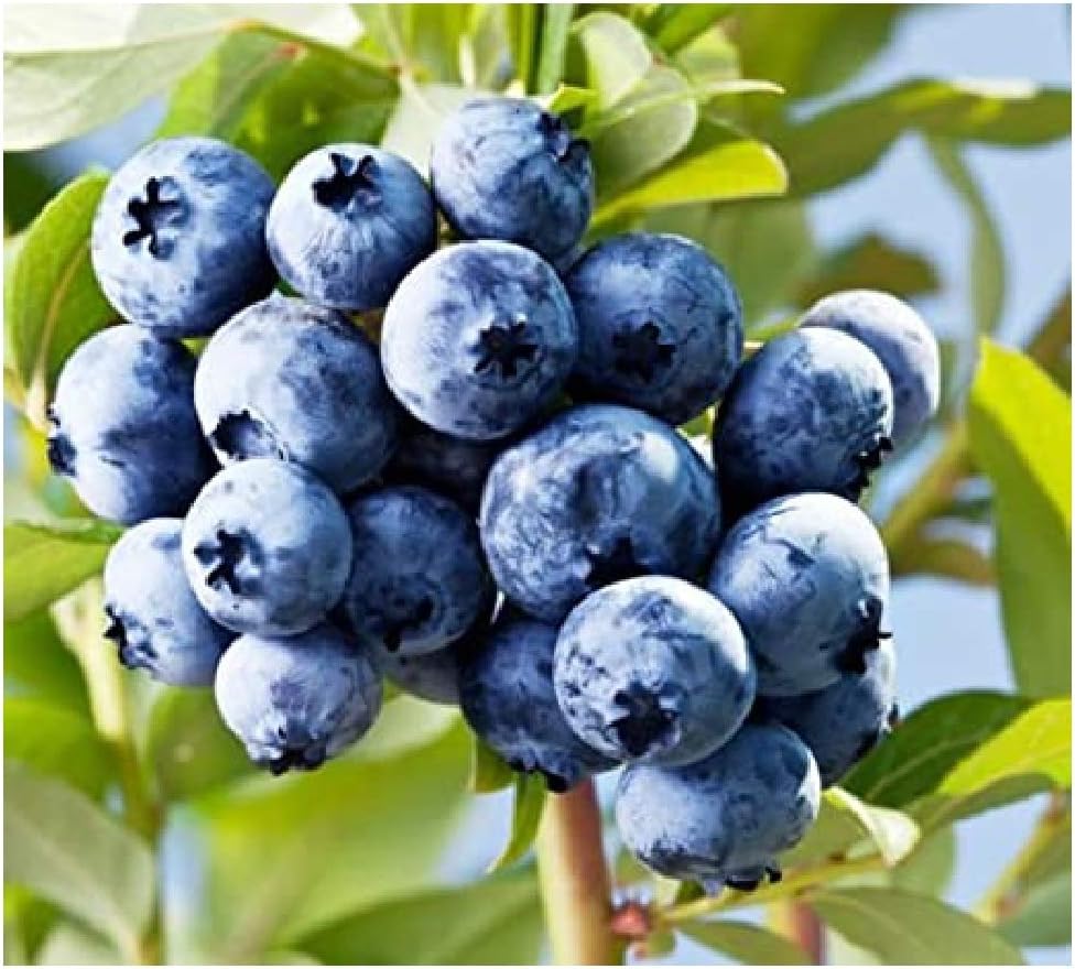 Youandmes 50pcs Organic Blueberry Fruit Seeds Home Garden Potted Plants Fruits Seeds Heirloom Non GMO for Planting