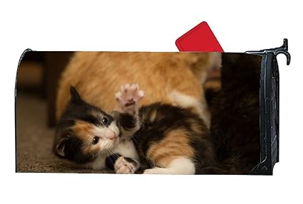 Pin On Cats And Other Animals