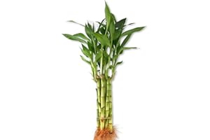 WEKIVA FOLIAGE Lucky Indoor Bamboo - Live Plants - Ships Bare Root - 5-Pack of 6 Inch Straight Stalks - Air Purifying Feng-Shui Zen Garden Houseplants