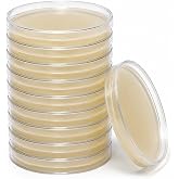 EZ BioResearch Potato Dextrose Agar (PDA) Plates for Mushroom Cultivation (10 Pre-Poured Agar Plates)
