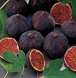 HEIRLOOM NON GMO Black Mission Fig 10 Seeds