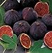 HEIRLOOM NON GMO Black Mission Fig 10 Seeds