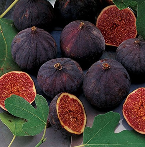 HEIRLOOM NON GMO Black Mission Fig 10 Seeds HEIRLOOM NON GMO Black Mission Fig 10 Seeds