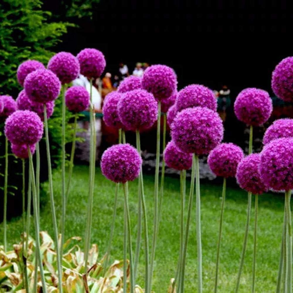 100 Pcs/Bag Onion Allium Giganteum Flower Seeds Beautiful Flore Bonsai Outdoor & Indoor Plants for Home Garden Flower Pot Decor