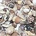 PEPPERLONELY India Natural Sea Shells Mixed, Small, 1/2 Inch to 1-1/2 Inch in Sizes, 8 oz, Apprx. 380PC+ Shells