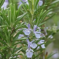 Aromatics International Pure Organic Rosemary ct