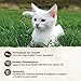 Wellness CORE Grain-Free Kitten Formula Dry Cat Food, 2 Pound Bag