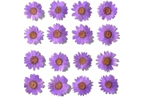 YUNZHI 50pcs Natural Dried Daisy Flower, Vacuum Packaging, Pressed Flower for House Decoration, Jewelry Making, Phone case Decoration (Purple)