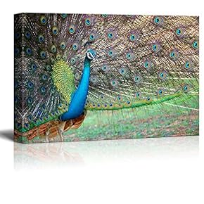 Canvas Prints Wall Art - Portrait of Beautiful Peacock with Feathers Out/Spreading Its Tail | Modern Wall Decor/Home Decoration Stretched Gallery Canvas Wrap Giclee Print & Ready to Hang - 12" x 18"