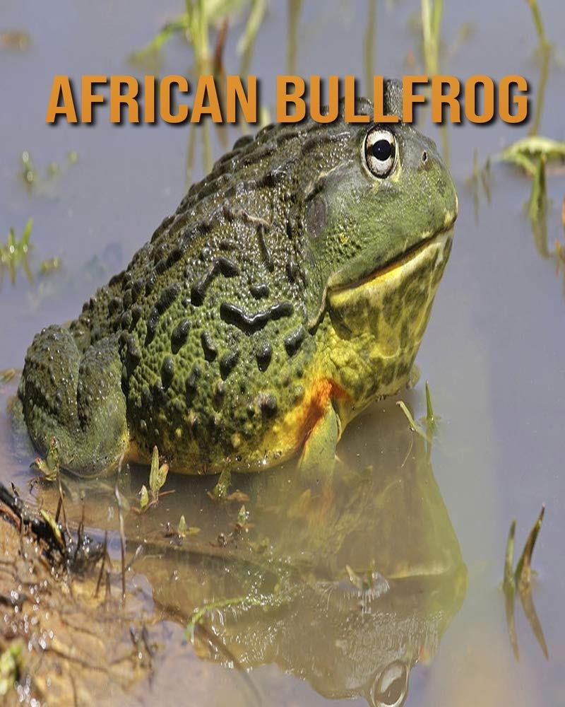Amazon African Bullfrog Amazing Facts About African Bullfrog Haines Devin Baby Animals