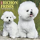 2016 Just Bichons Frises Wall Calendar