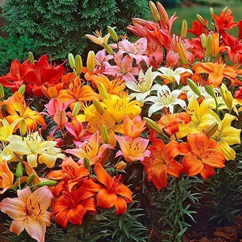 Asiatic Lily Mix 10 Perennial Flower Bulbs Lily Orienpet Candy Club Lily Bulbs Exceptional for Cut Flowers!