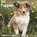 Puppies Mini Wall Calendar (2017)