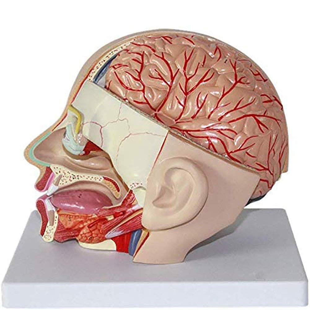 Строение черепа и головного мозга. Анатомия головы человека мозжечок. В черепе различают отделы …. Мозг находится в черепе. Расположение головного мозга в черепной коробке.