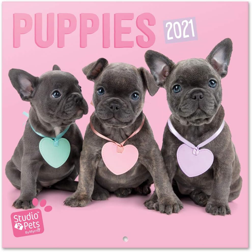 Official Studio Pets Puppies 2021 Wall Calendar 11.8 x 11.8 inches (16 Months) Family Planner Calendar 2021, CP21007