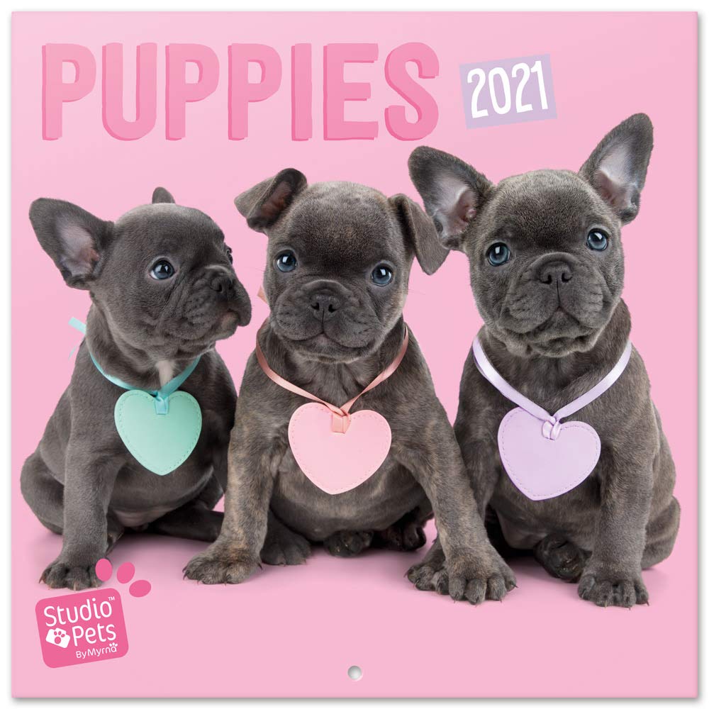 Official Studio Pets Puppies 2021 Wall Calendar 11.8 x 11.8 inches (16 Months) Family Planner Calendar 2021, CP21007