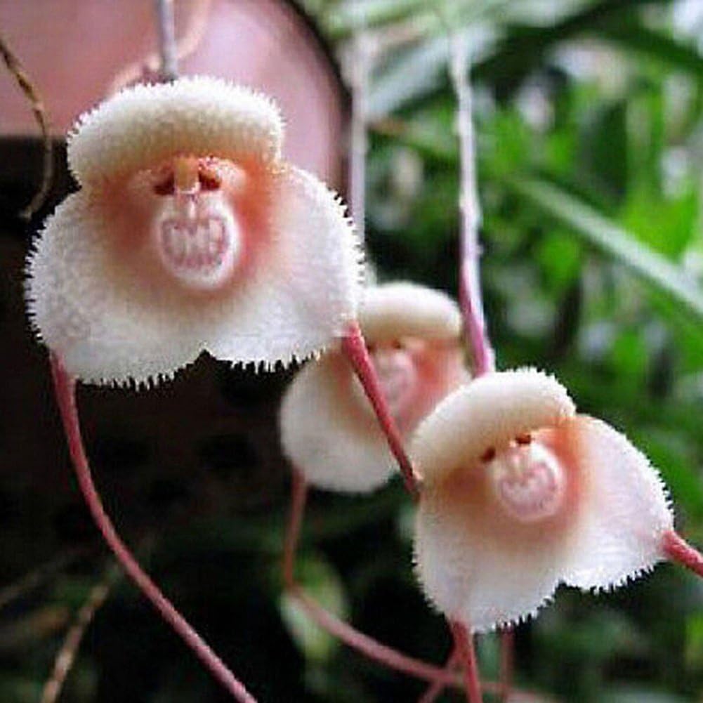 20 Pcs Monkey Face Orchid Flower Seeds Bonsai Home Gardening Plant Seed