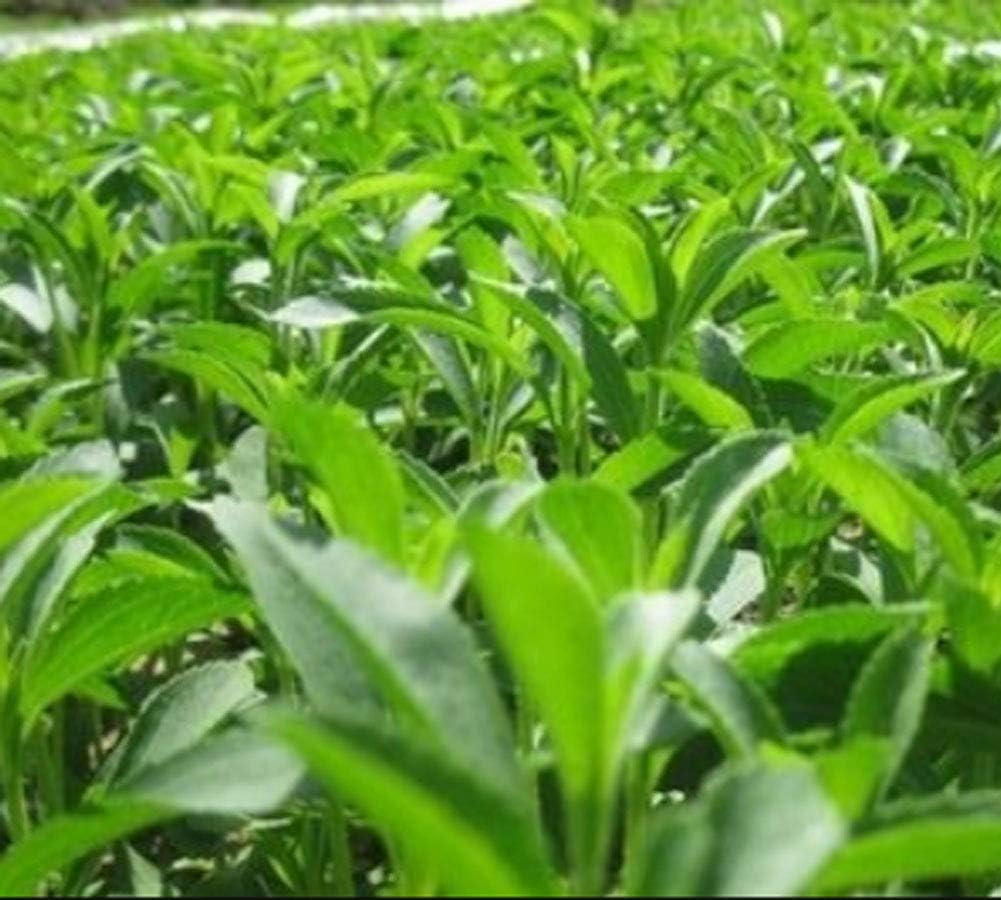 100pcs Semillas de Stevia, Semiilas Flores Flor Seeds Planta ...