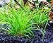 Dwarf Hairgrass Easy Live Aquarium Freshwater Plants Decorations 3 Days Live Guaranteed by Mainam