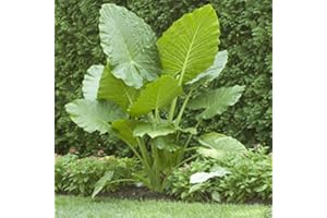 WBUT2023 Giant Elephant Ear (3 Bulbs) Colocasia Esculenta - Beautiful Bulbs,tropical