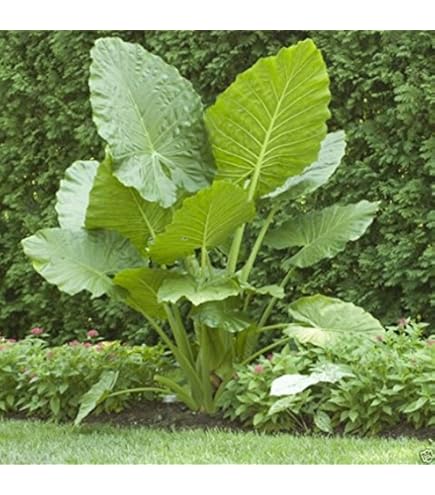 Amazon.com : Thailand Giant Elephant Ear Live Plant - Colocasia gigantea by  Wellspring Gardens - Elephant Ear Plant, Colocasia Gigantea, Elephant Ear  Plant Live, Exotic Elephant Plant, Tropical Garden Design Ideas :
