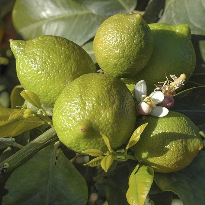 YouGarden Citrus Lime Tree Amazon.co.uk Garden & Outdoors