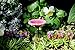 PRETMANNS Fairy Garden Fairies – Accessories & Miniature Garden Furniture - Fairy Garden Supplies - 7 Pieces