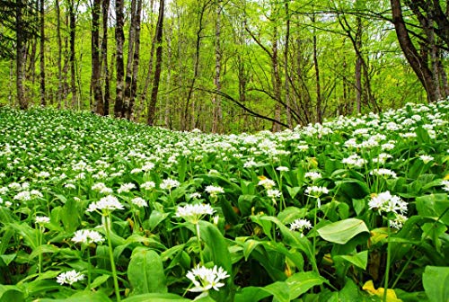 Wild Garlic Seeds Ramsons Buckrams Wood Garlic Lear Leek Herb About 80 Seeds