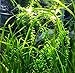 Jungle Val | Tall Vallisneria Spiralis 3-Bunch Freshwater Live Aquarium Plants Background Fish Tank Greenpro