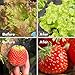 TaoTronics LED Grow Light Bulb, Grow Lights for Indoor Plants, Plant Lights, Grow Lamp for Hydroponics, Organic Soil, Applicable to Grow Banana, Lemon etc (36W, 3Bands, E26 Socket)