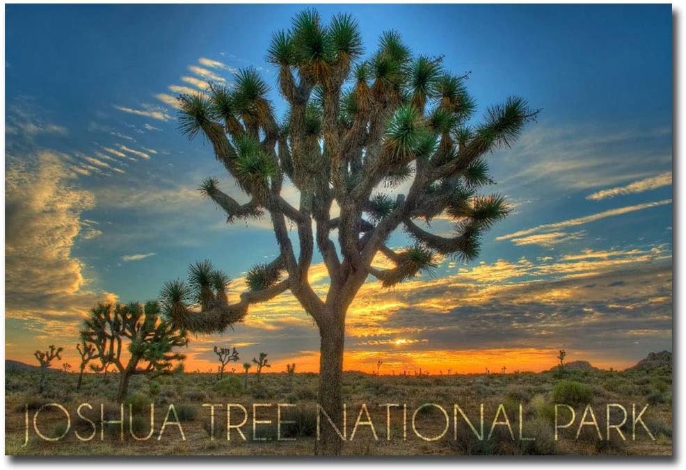 Joshua Tree National Park, California Tree in Center Refrigerator Magnet Size 2.5" x 3.5"