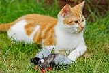 Petface Refillable Catnip Plush Cockerel Cat Toy Soft Durable Kitten Toy view 5
